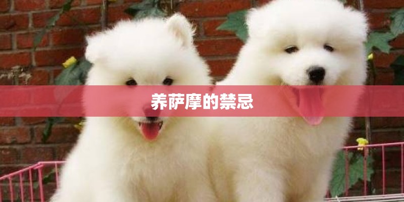 养萨摩的禁忌 养萨摩的禁忌