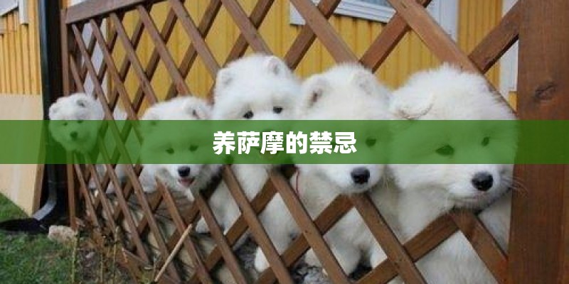 养萨摩的禁忌 养萨摩的禁忌