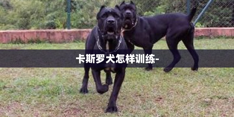 卡斯罗犬怎样训练-