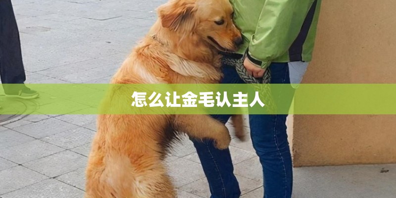 怎么让金毛认主人