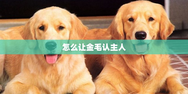 怎么让金毛认主人 怎么让金毛认主人