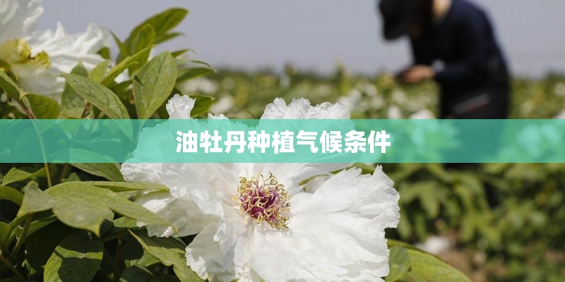 油牡丹种植气候条件
