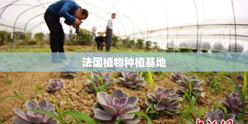 法国植物种植基地