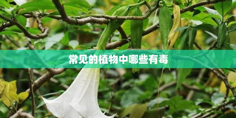 常见的植物中哪些有毒