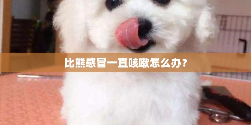 比熊感冒一直咳嗽怎么办？
