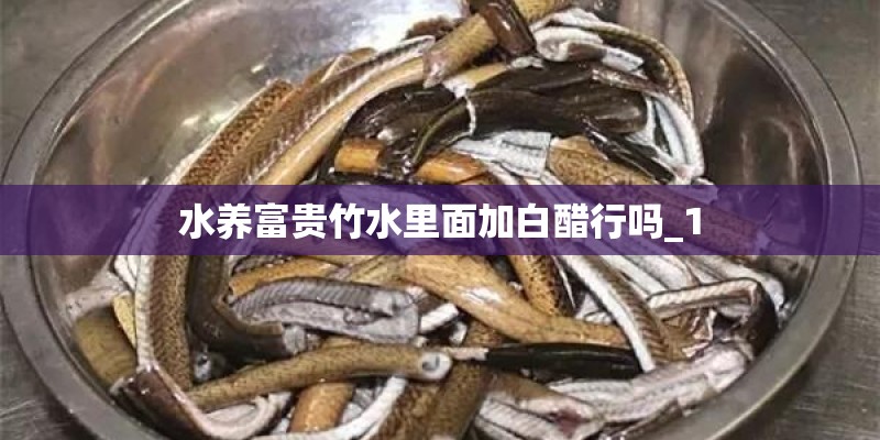 水养富贵竹水里面加白醋行吗_1