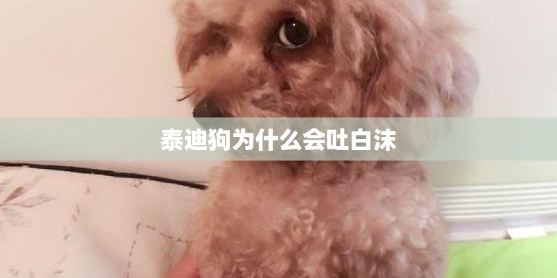 泰迪狗为什么会吐白沫