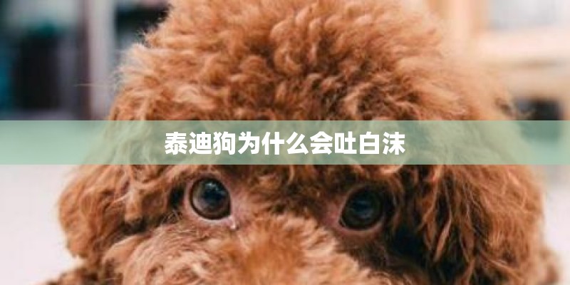 泰迪狗为什么会吐白沫