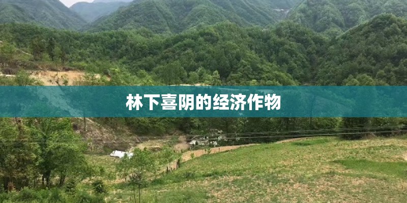 林下喜阴的经济作物
