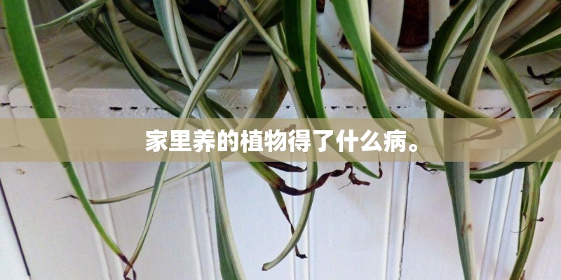 家里养的植物得了什么病。