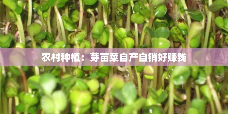 农村种植：芽苗菜自产自销好赚钱