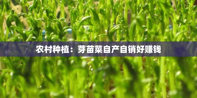 农村种植:芽苗菜自产自销好赚钱 农村种植:芽苗菜自产自销好赚钱