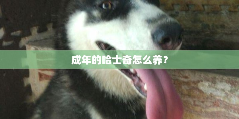 成年的哈士奇怎么养？