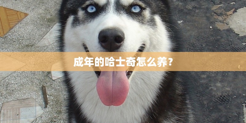 成年的哈士奇怎么养？