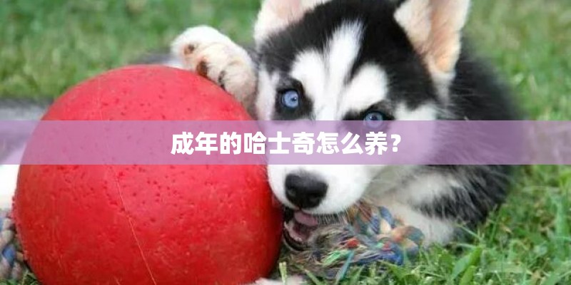 成年的哈士奇怎么养？