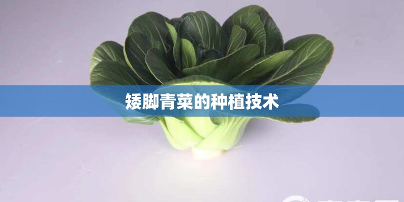 矮脚青菜的种植技术