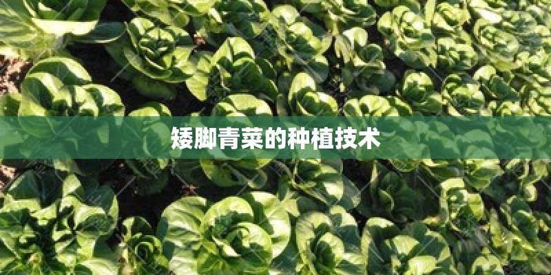 矮脚青菜的种植技术