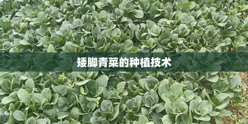矮脚青菜的种植技术