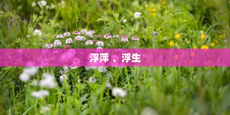 浮萍 、浮生