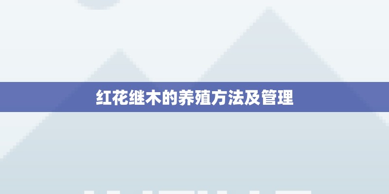 红花继木的养殖方法及管理