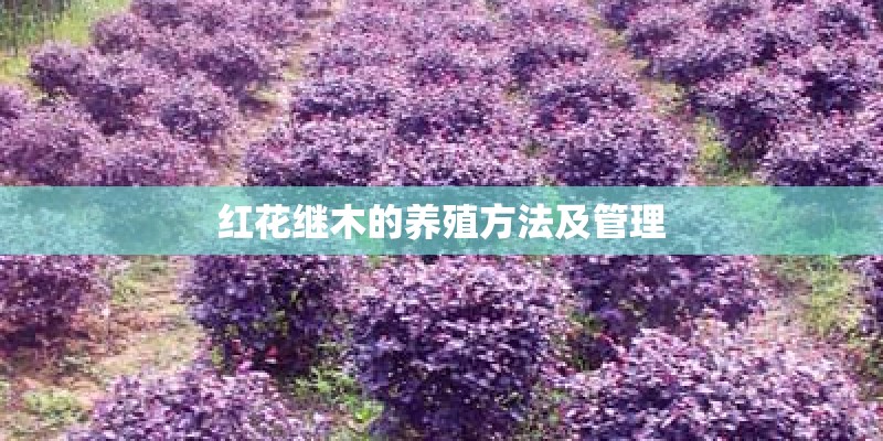 红花继木的养殖方法及管理