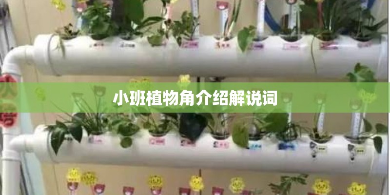 小班植物角介绍解说词