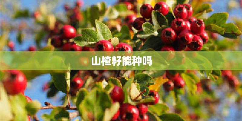 山楂籽能种吗