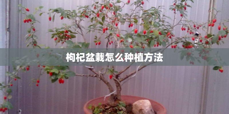 枸杞盆栽怎么种植方法
