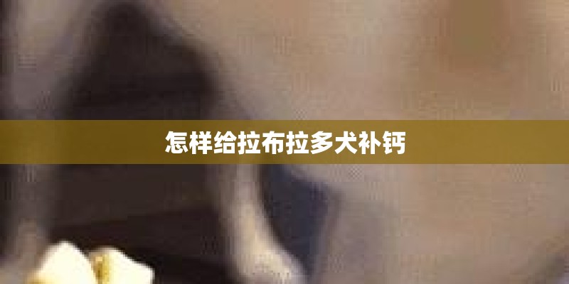 怎样给拉布拉多犬补钙 怎样给拉布拉多犬补钙
