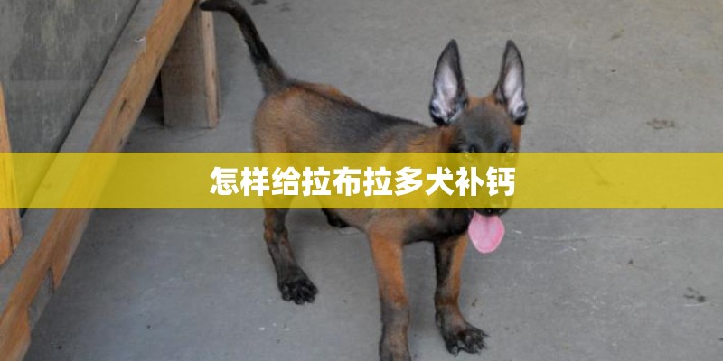 怎样给拉布拉多犬补钙