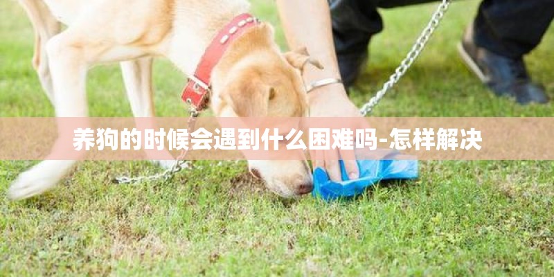 养狗的时候会遇到什么困难吗-怎样解决