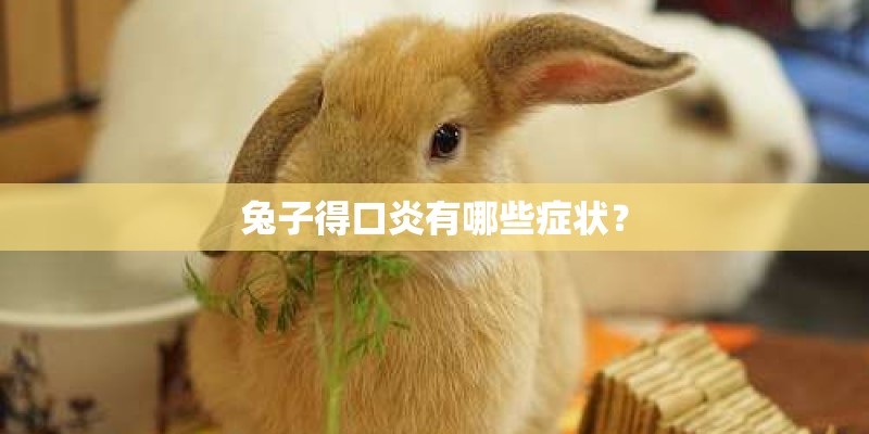 兔子得口炎有哪些症状？