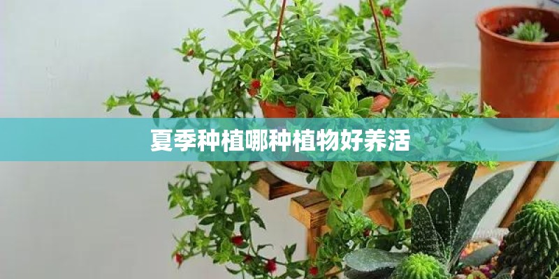 夏季种植哪种植物好养活