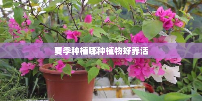 夏季种植哪种植物好养活