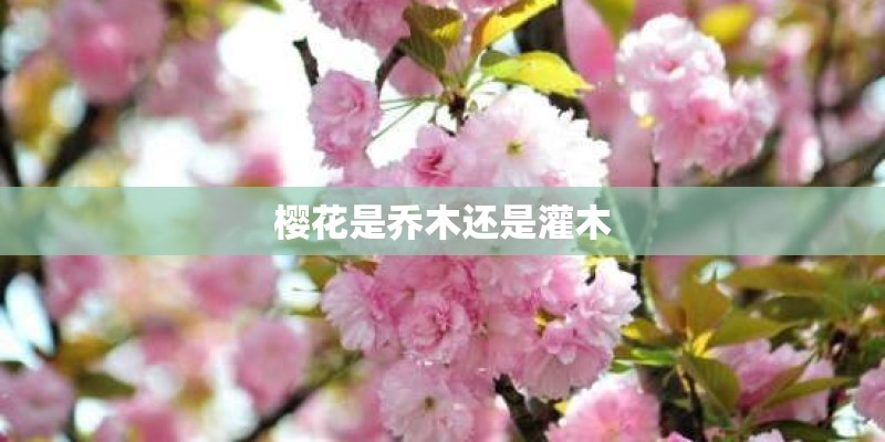 樱花是乔木还是灌木
