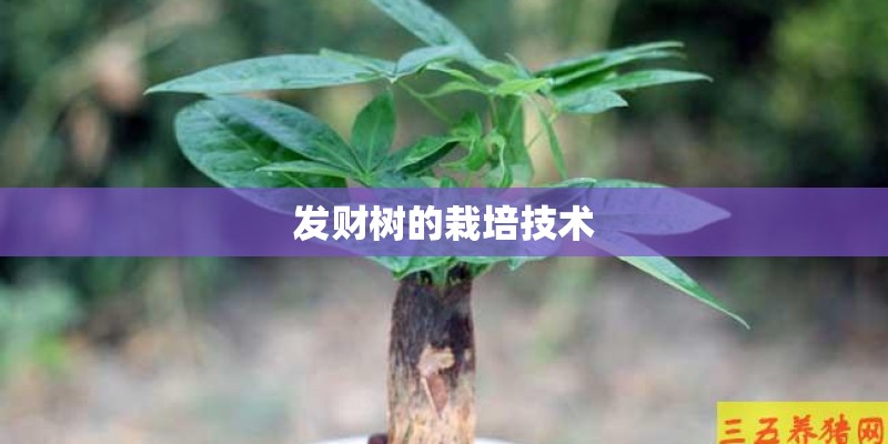 发财树的栽培技术