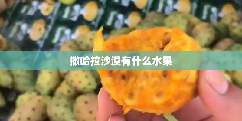 撒哈拉沙漠有什么水果