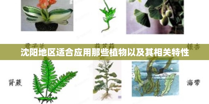 沈阳地区适合应用那些植物以及其相关特性