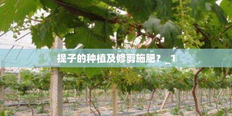 提子的种植及修剪施肥？_1
