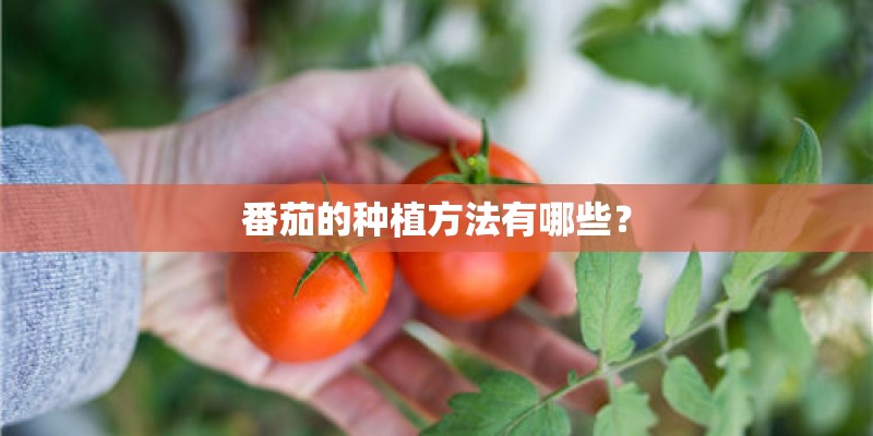 番茄的种植方法有哪些？