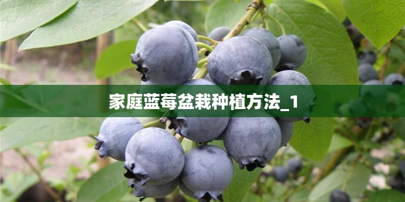 家庭蓝莓盆栽种植方法_1