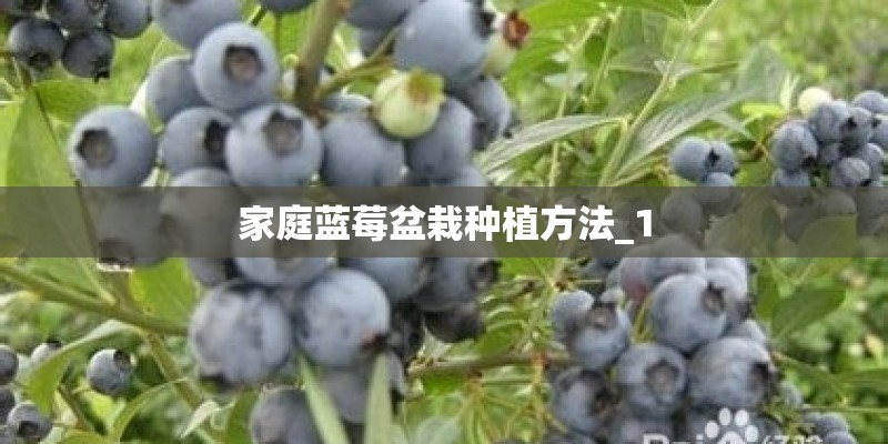 小班植树节活动方案