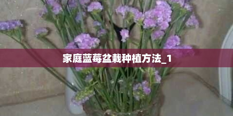 家庭蓝莓盆栽种植方法_1