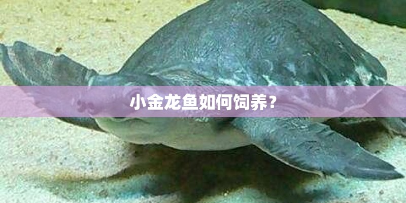 小金龙鱼如何饲养? 小金龙鱼如何饲养?