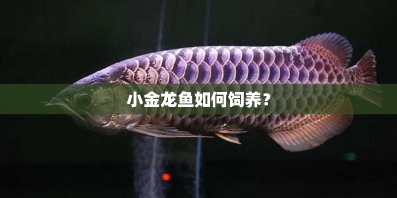 小金龙鱼如何饲养? 小金龙鱼如何饲养?
