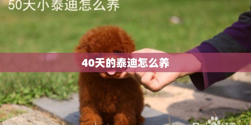 40天的泰迪怎么养