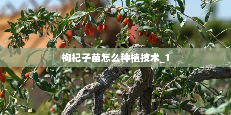 枸杞子苗怎么种植技术_1