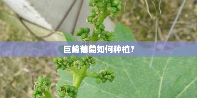 巨峰葡萄如何种植？