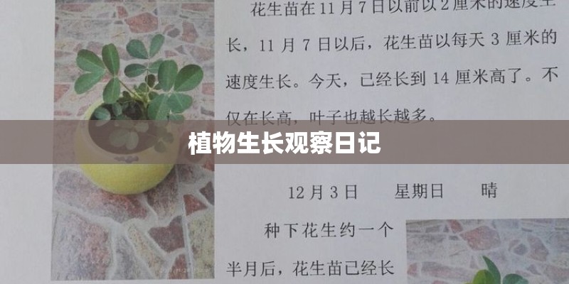 植物生长观察日记