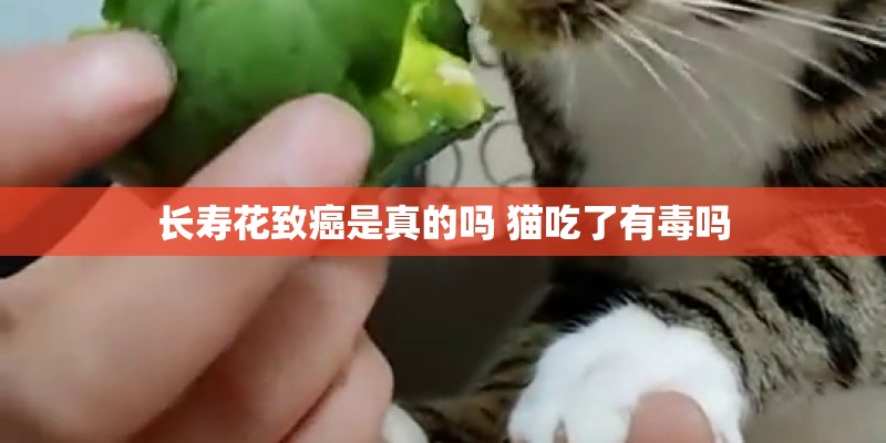 以花为名的英文名